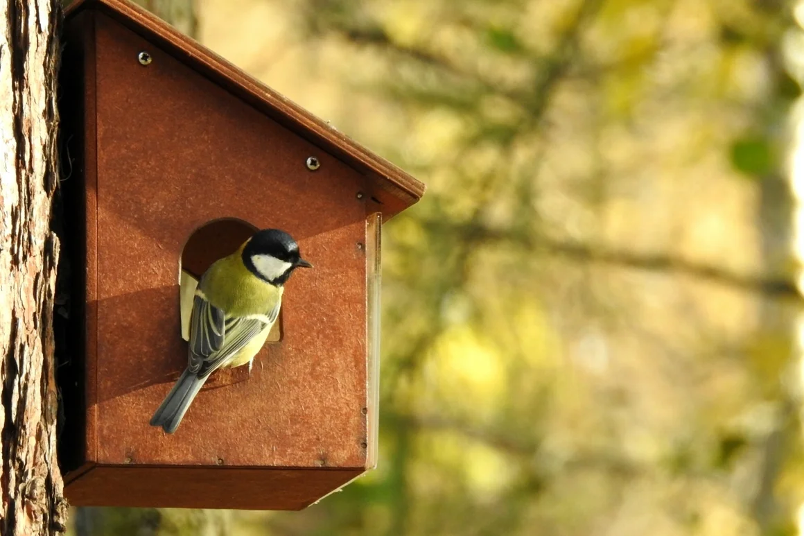 Kohlmeise in einem Vogelhaus